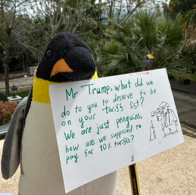 #PenguinsAgainstTrump: Pinguins visados pelas tarifas de Trump têm agora uma conta (viral) nas redes sociais