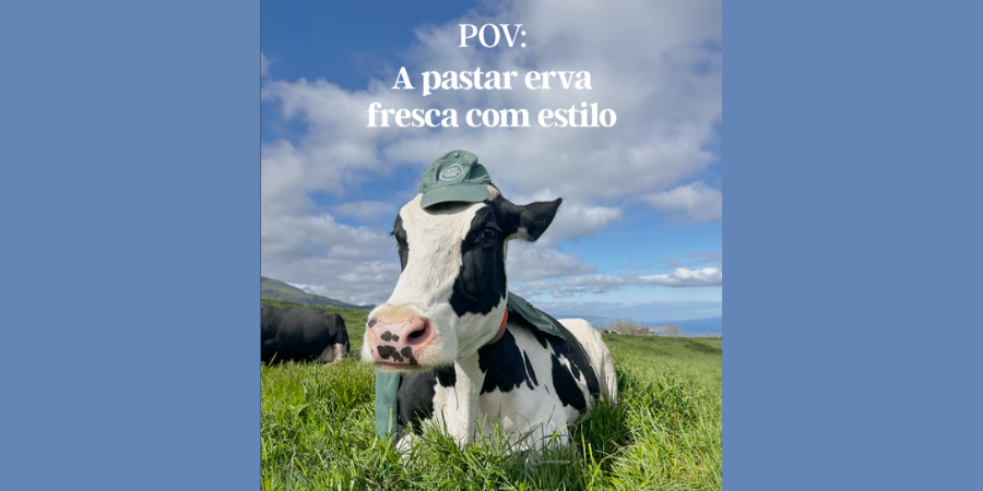 Cowfluencers: Vacas Felizes da Terra Nostra tomam conta das redes