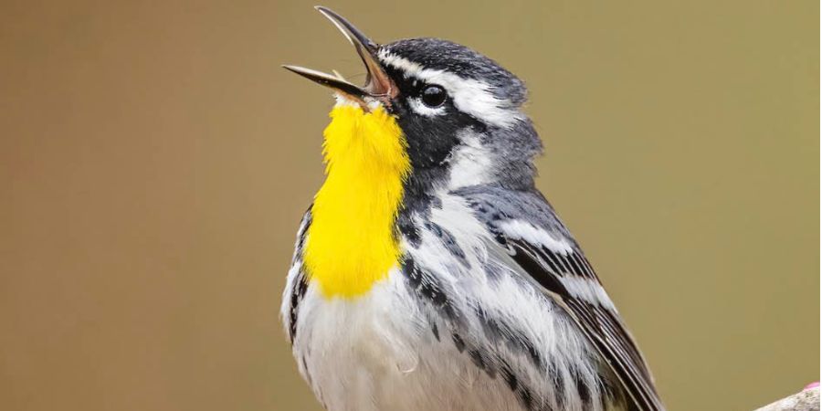 Esta app é a “Shazam” da natureza: É de borla e identifica pássaros pelo canto