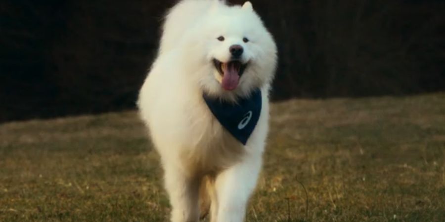 “Dogfluencer”? Félix é um cão e é o novo embaixador da Asics